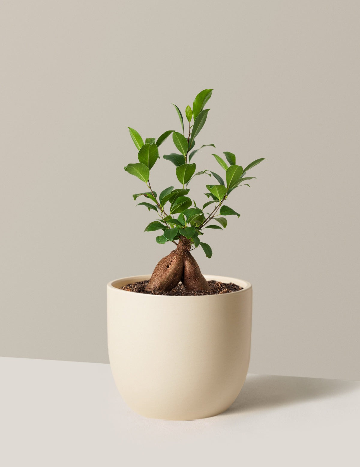 Bonsai Ficus Ginseng