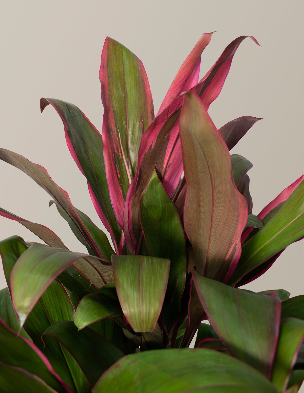 Large Cordyline Maria