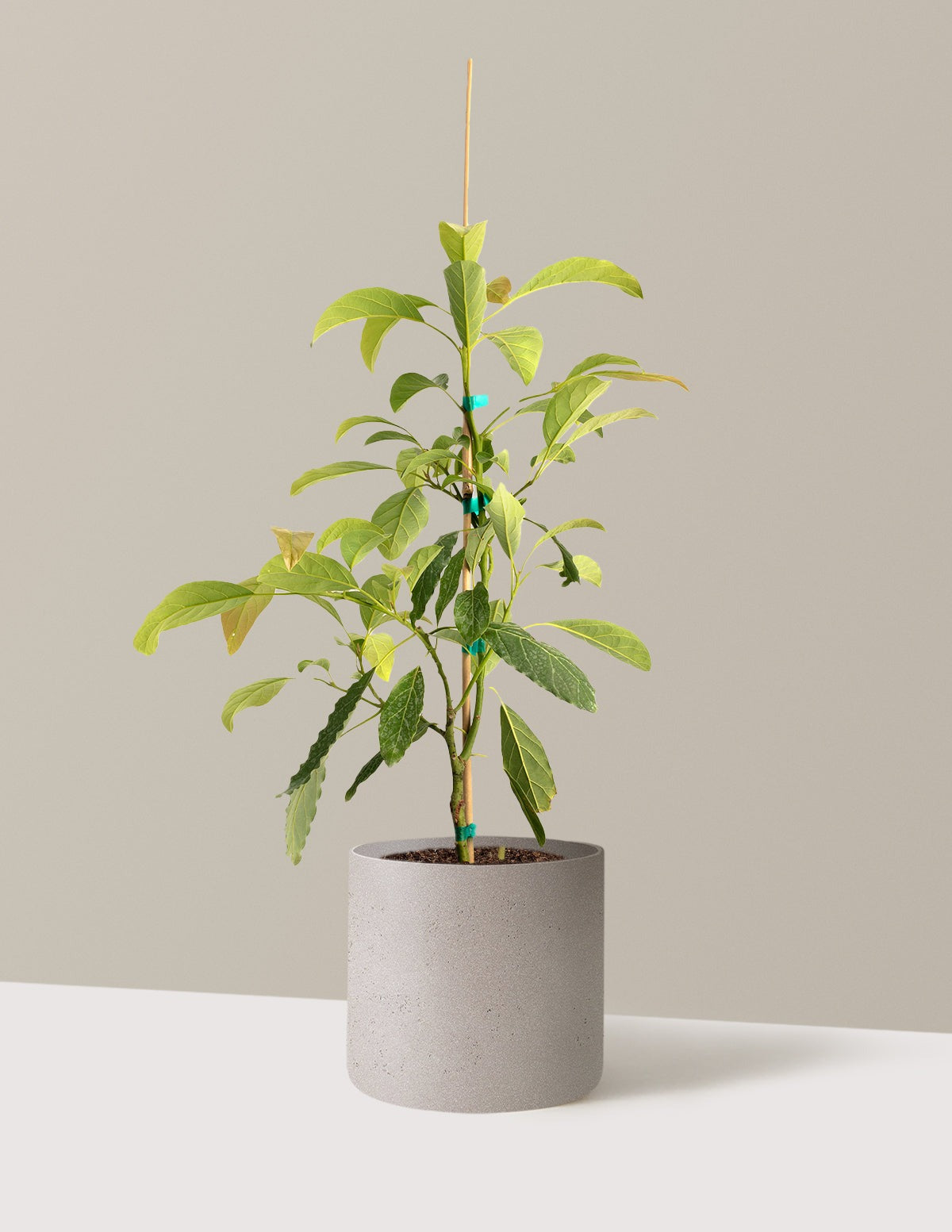 Hass Avocado Tree
