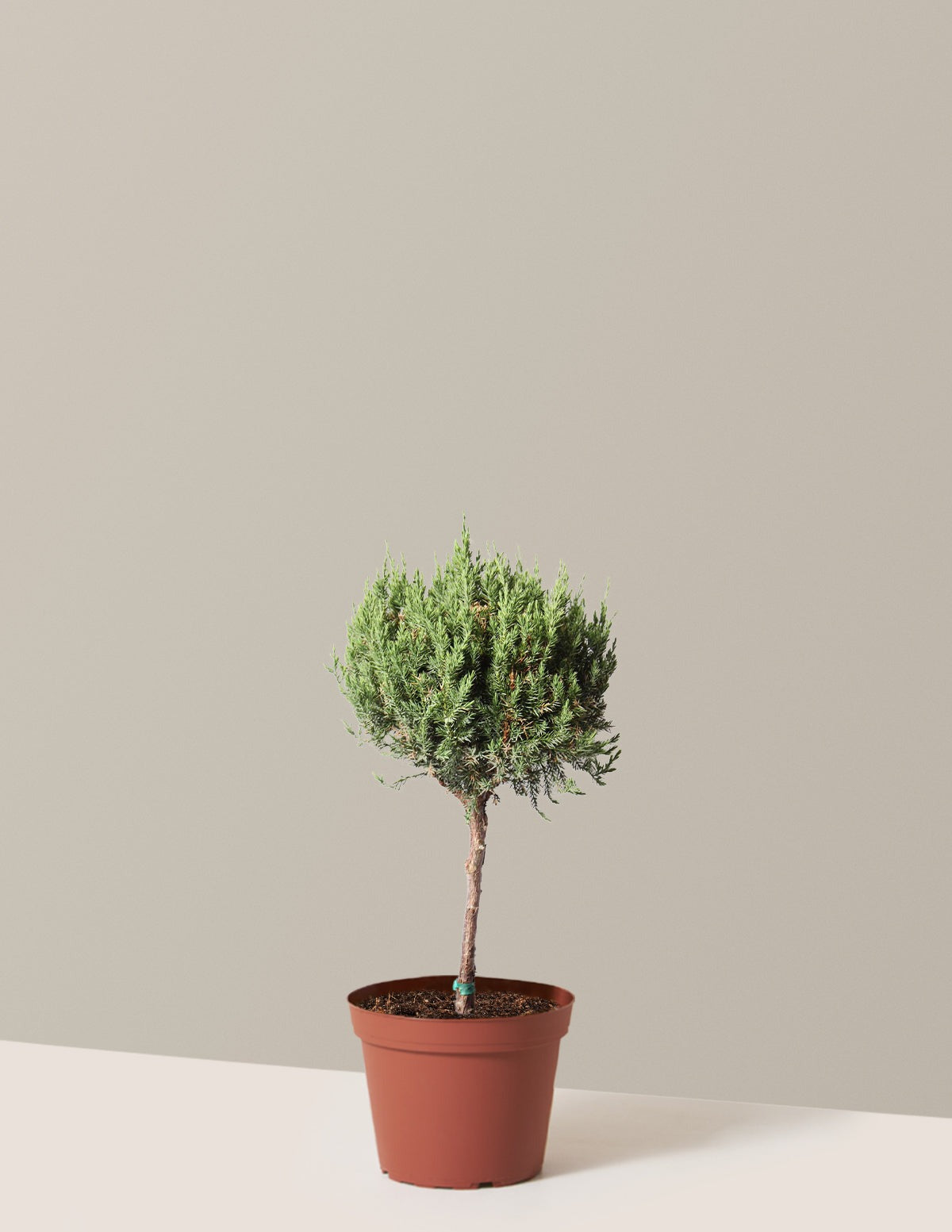 Blue Point Juniper Topiary Tree