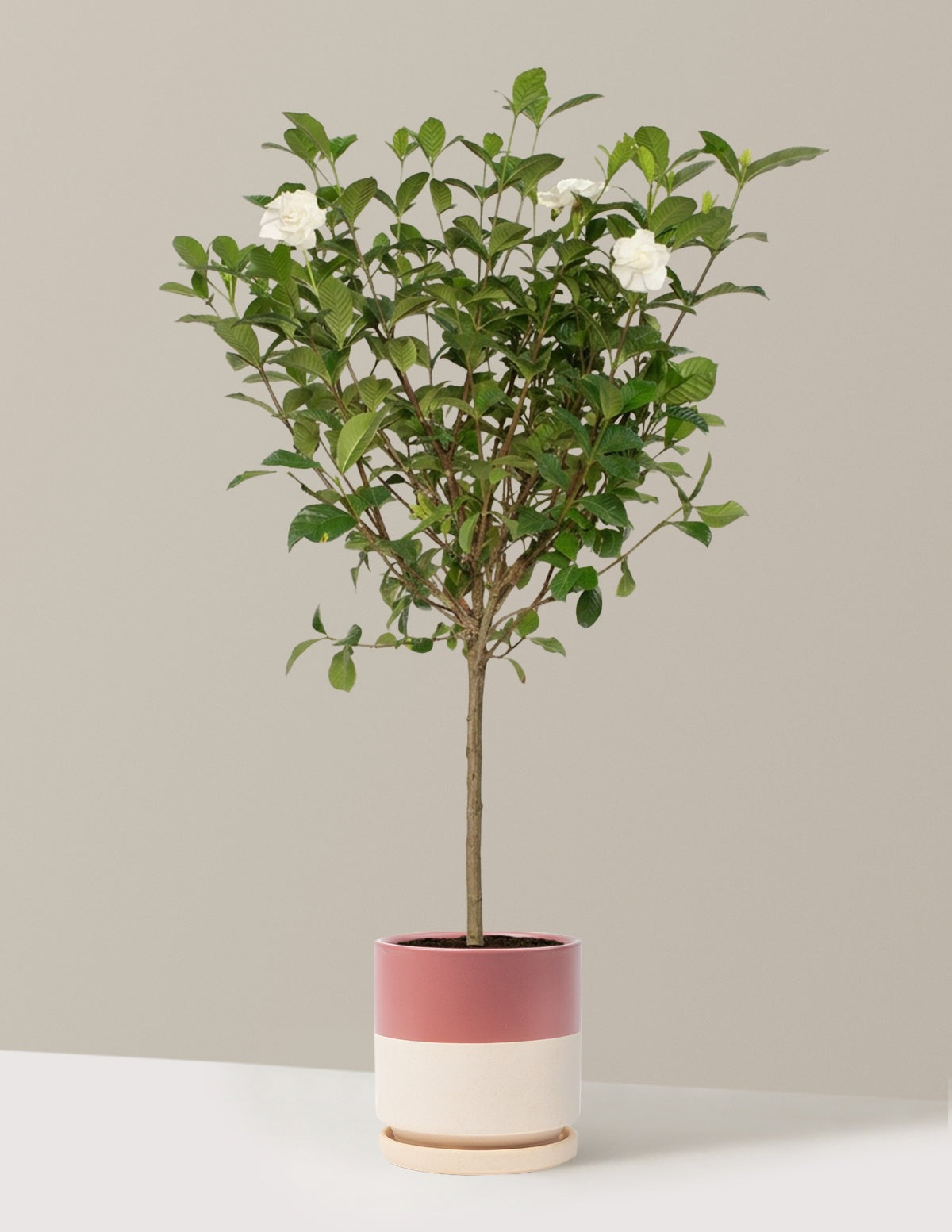 Large Gardenia Tree