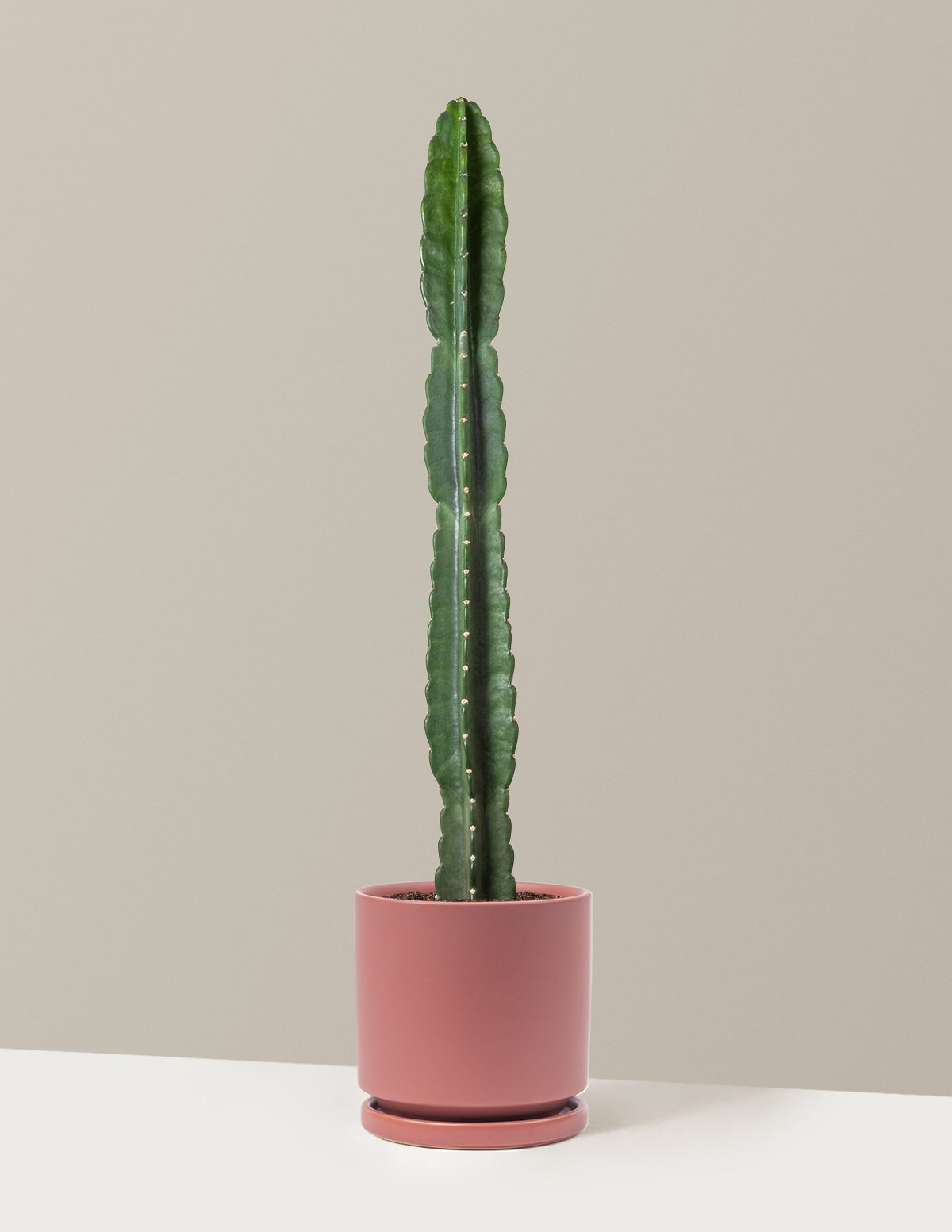 Cuddly Cactus