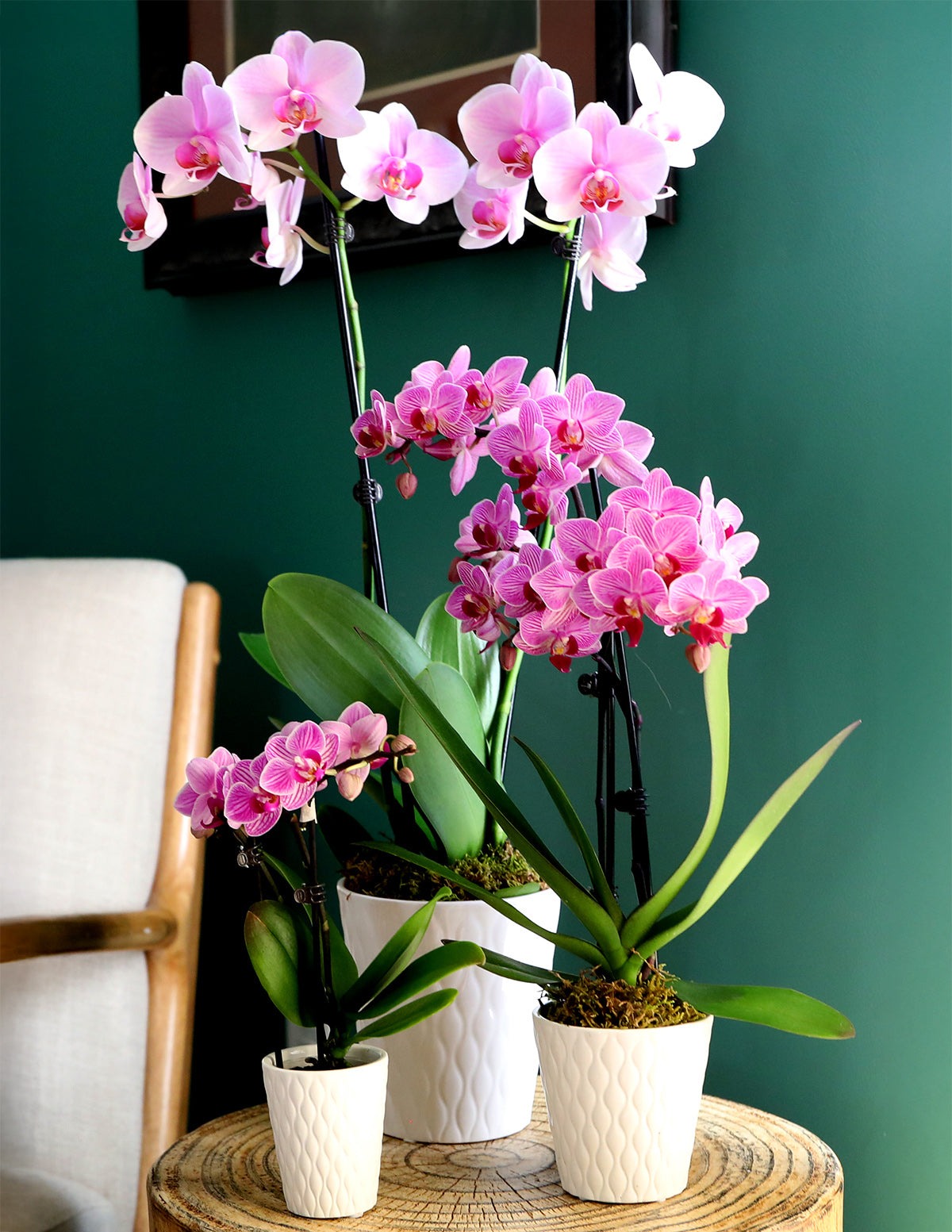 Orchid Confetti Party Pack