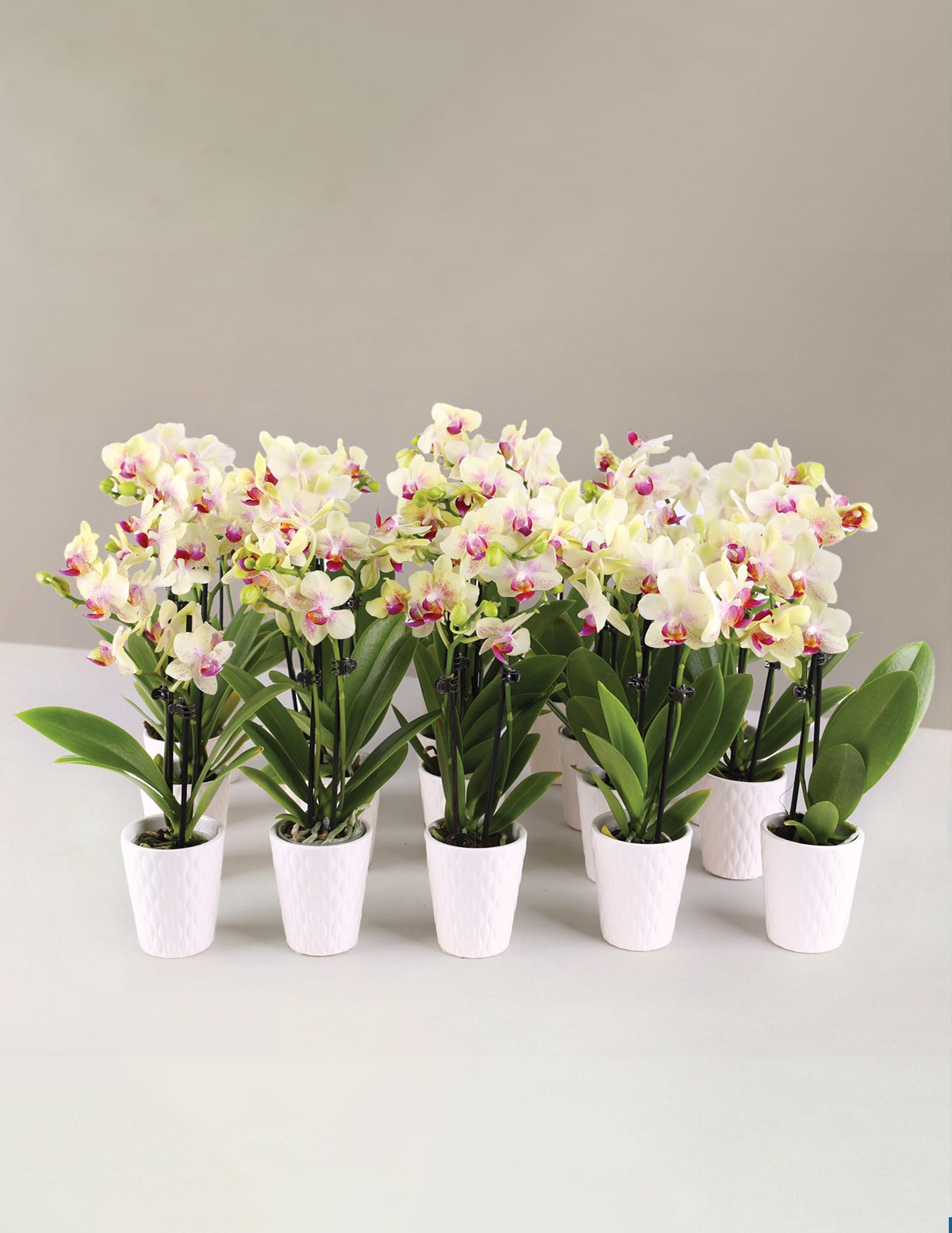 Mega Mini Orchid Party Pack, 20