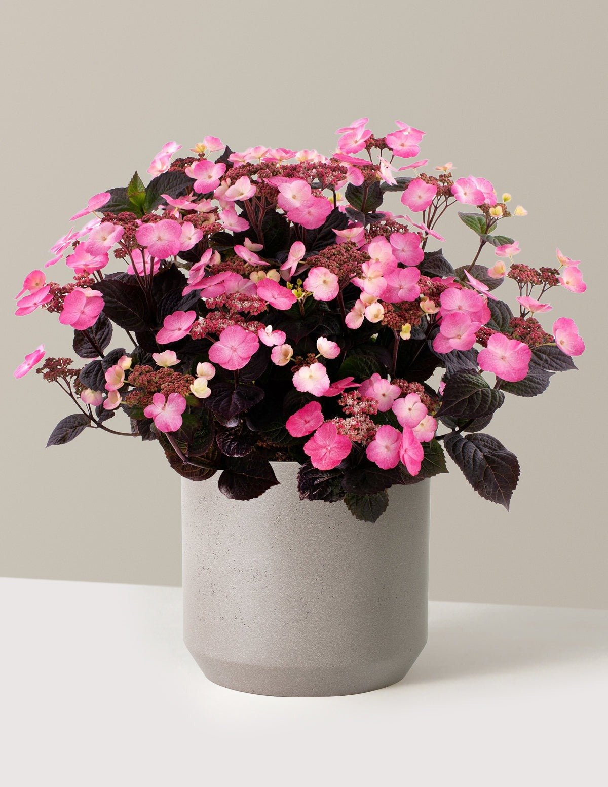 Pink DynamoTM Hydrangea