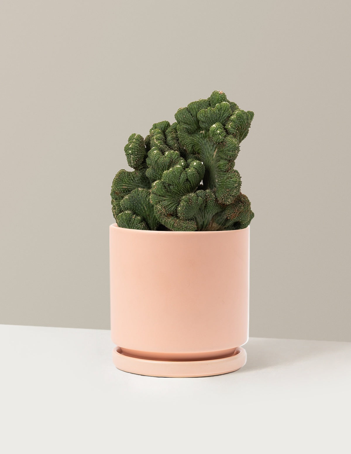Cereus Green Coral Cactus