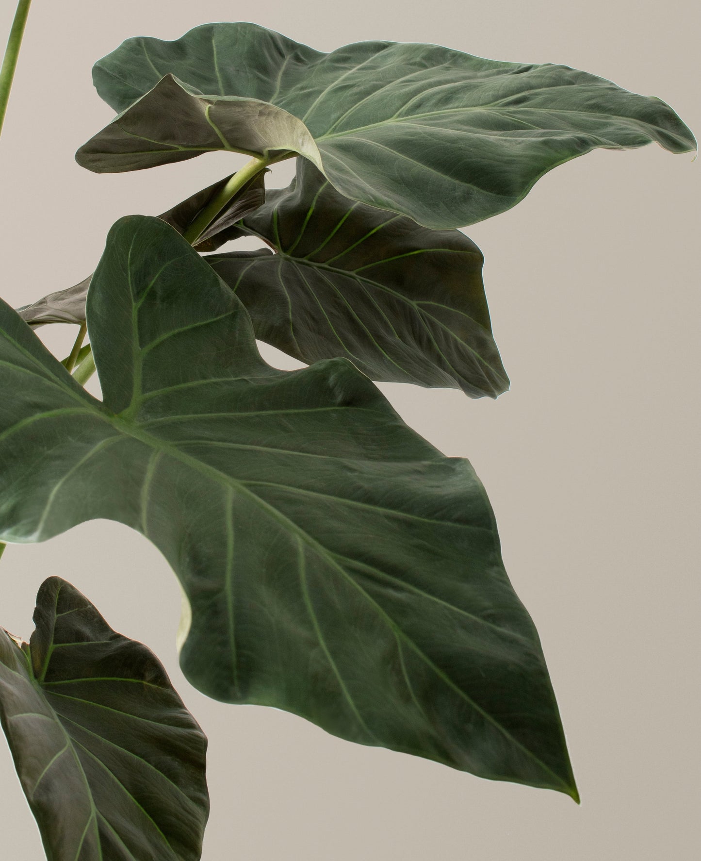 Large Alocasia Regal Shield