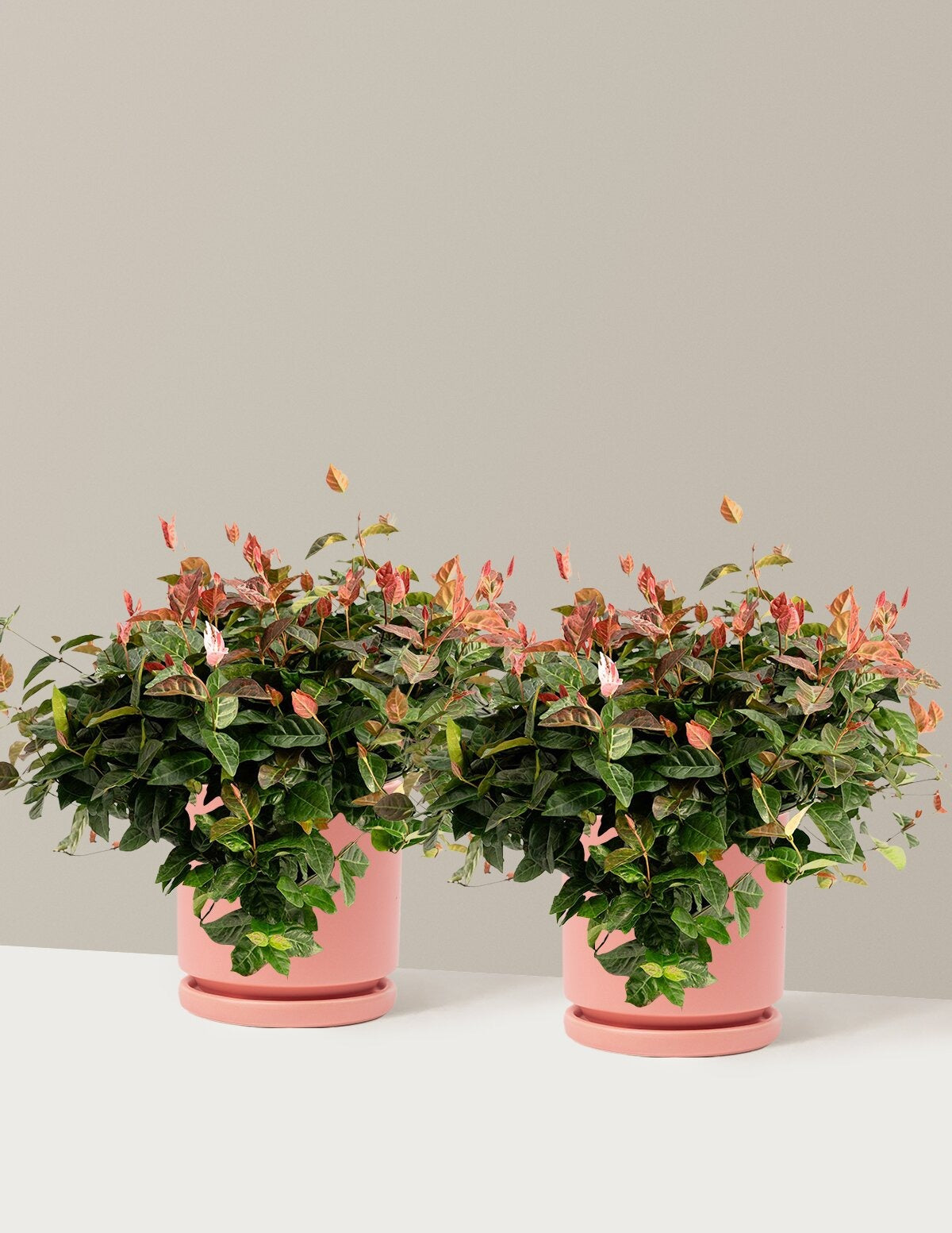 Snow-N-SummerTM Asiatic Jasmine