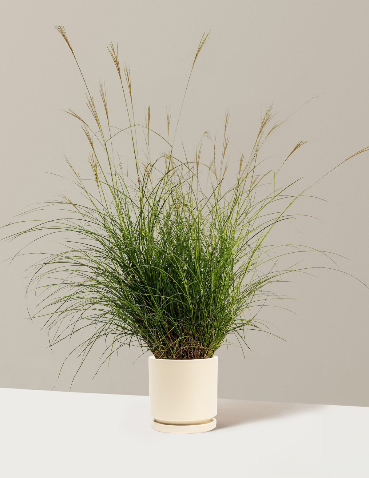 Dwarf Maiden Grass