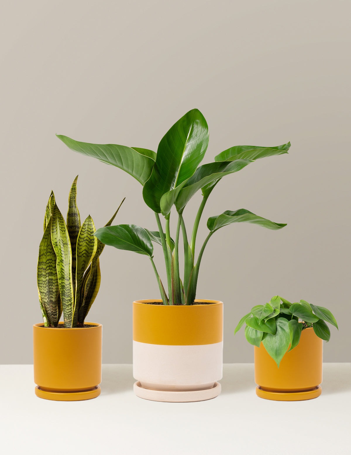 New Digs Plant Trio