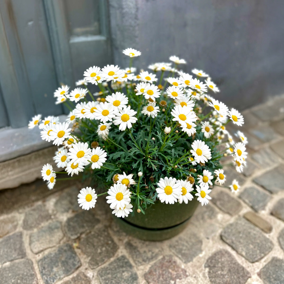 ShortstopTM Shasta Daisy