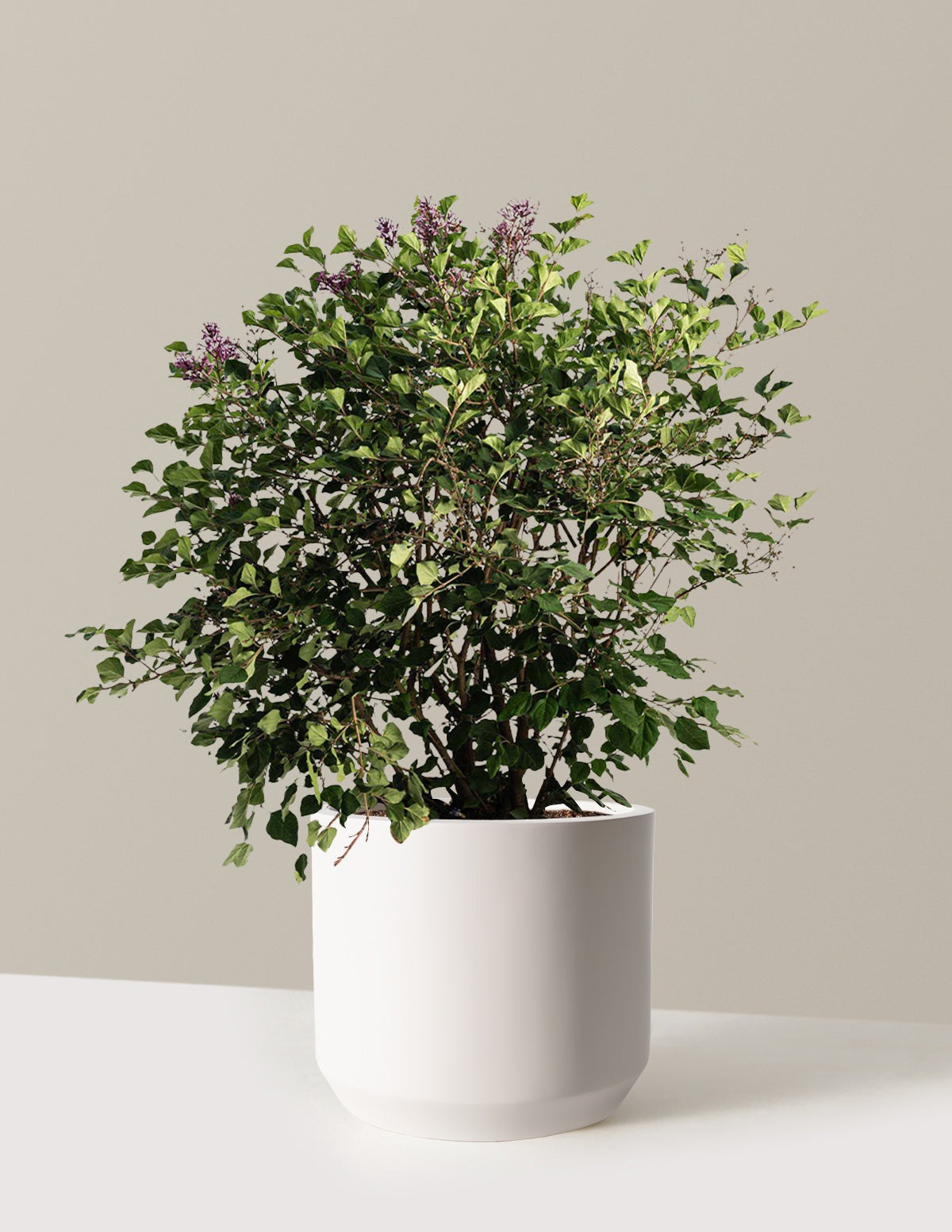 Bloomerang Lilac Bush