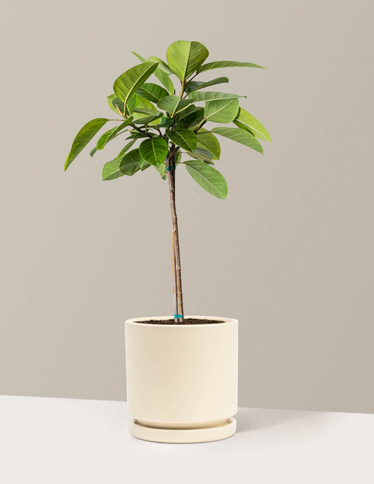 Large Ficus Altissima Tree