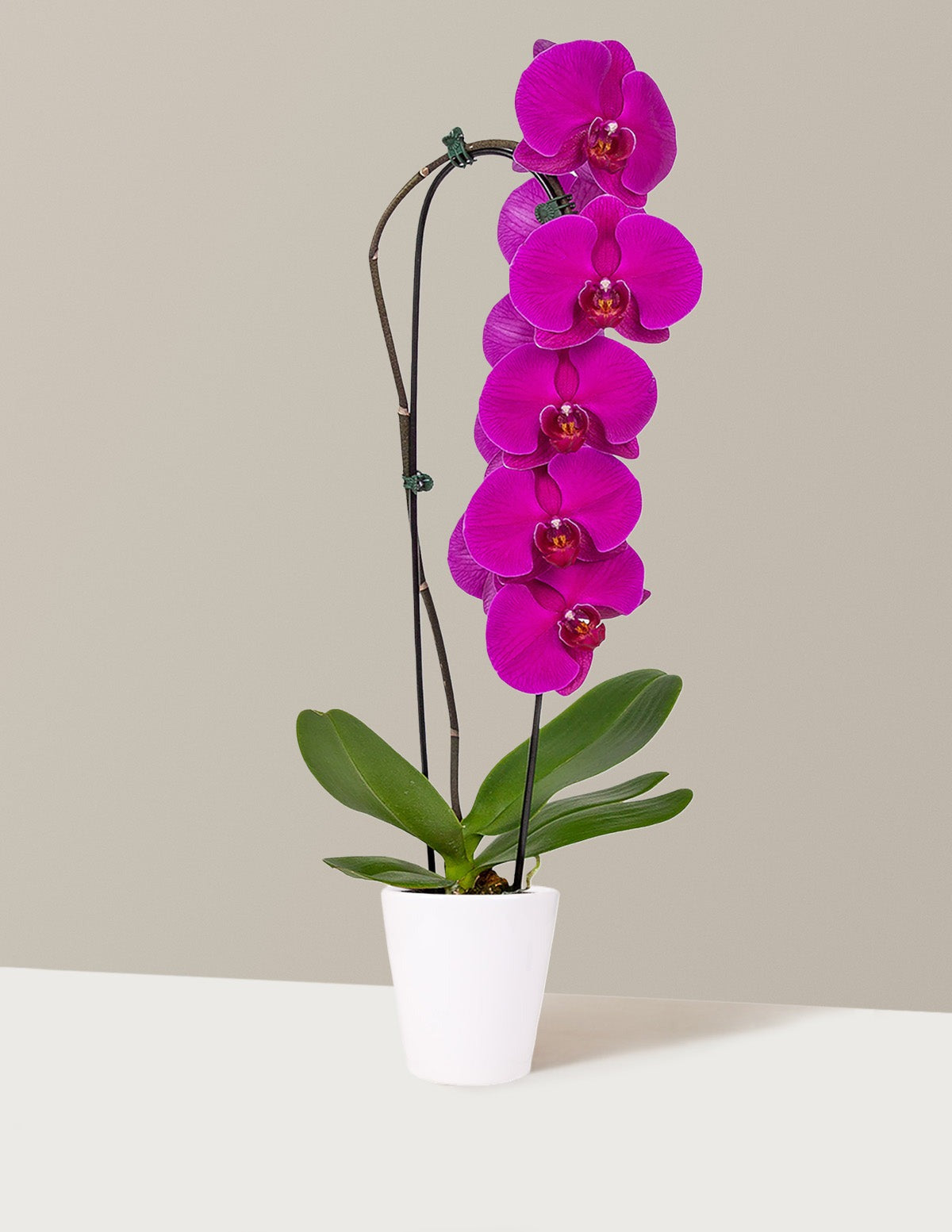 Waterfall Orchid