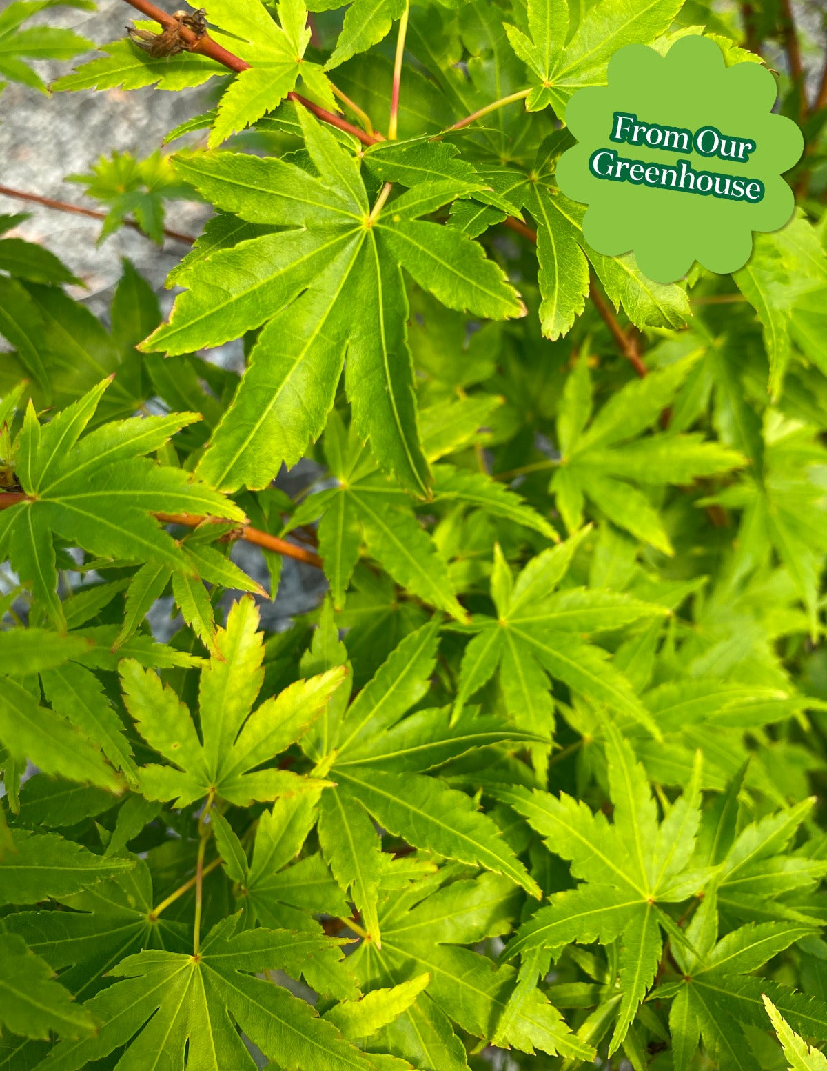 Coral Bark Japanese Maple Tree