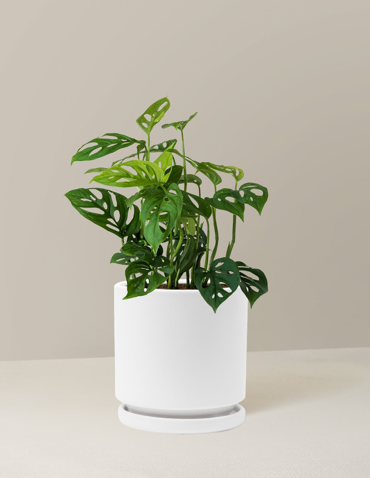 Monstera Esqueleto