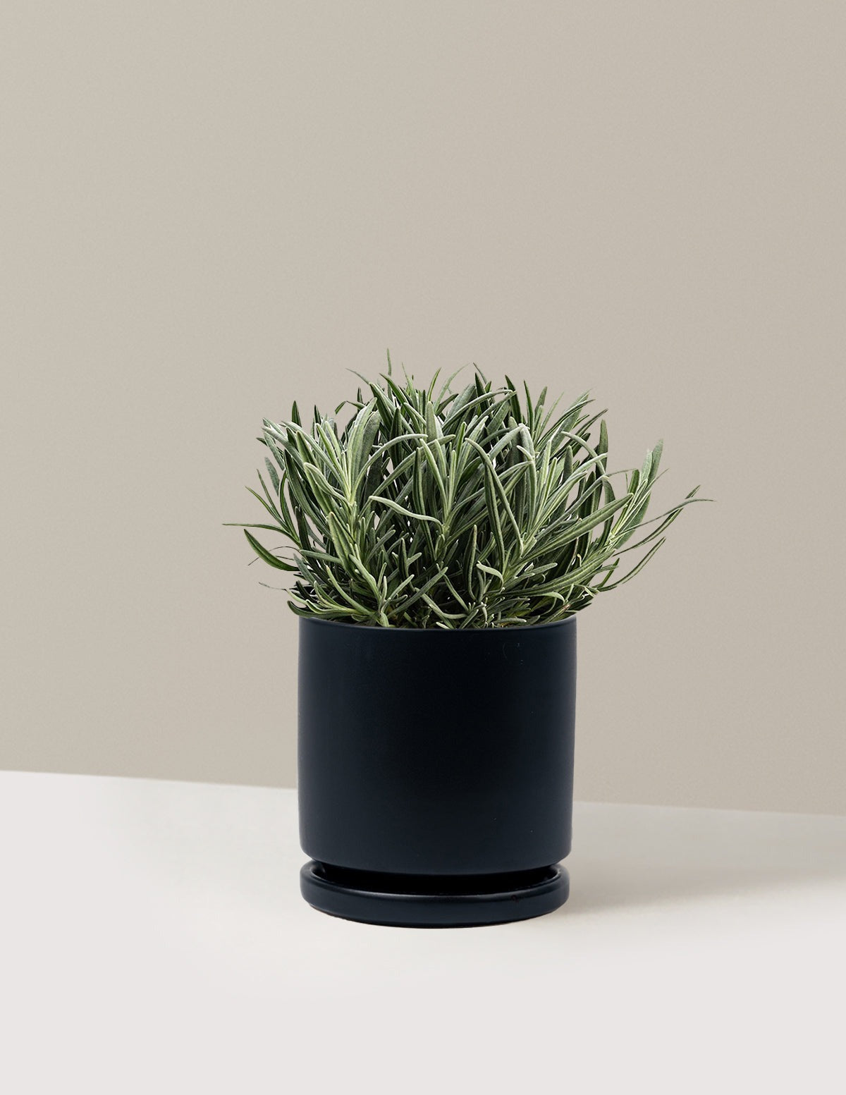 PhenomenalTM Lavender Plant