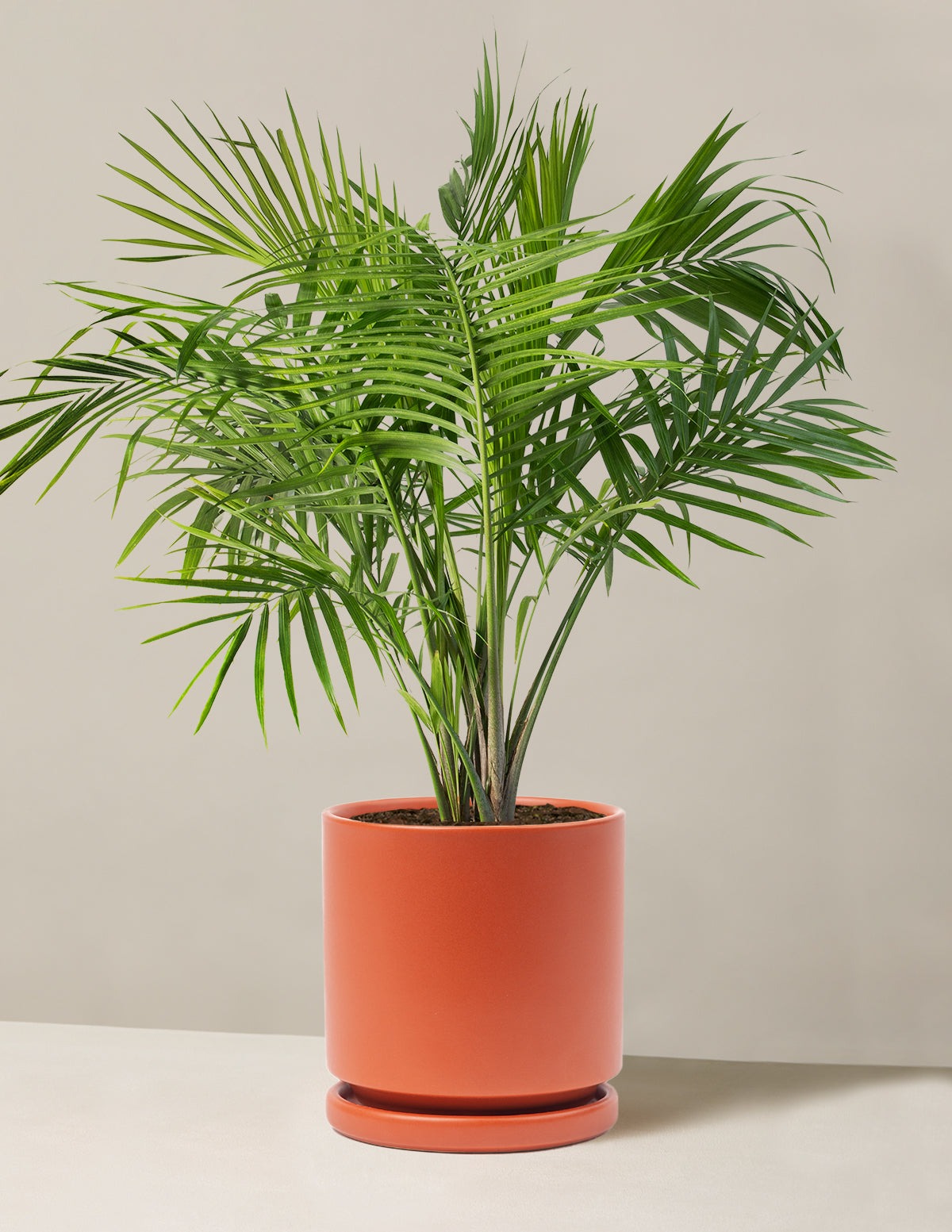 Large Majesty Palm