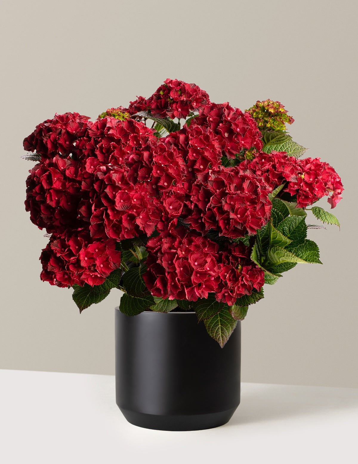Cherry-Go-Round® Hydrangea