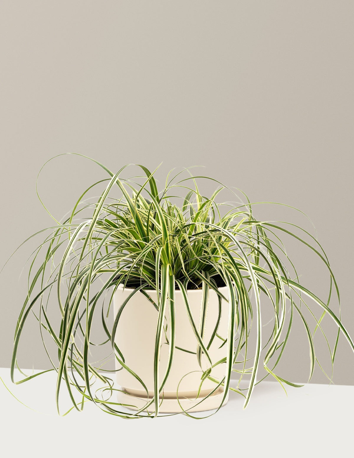 Carex Feather FallsTM