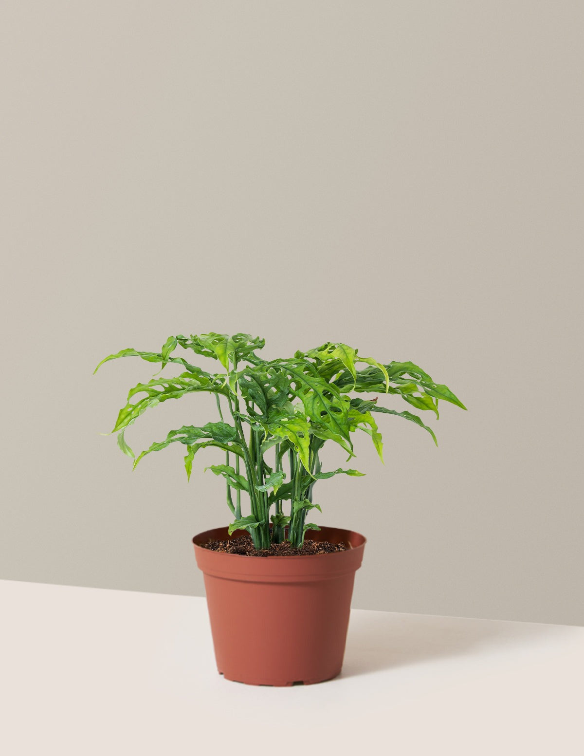 Rare Monstera Obliqua