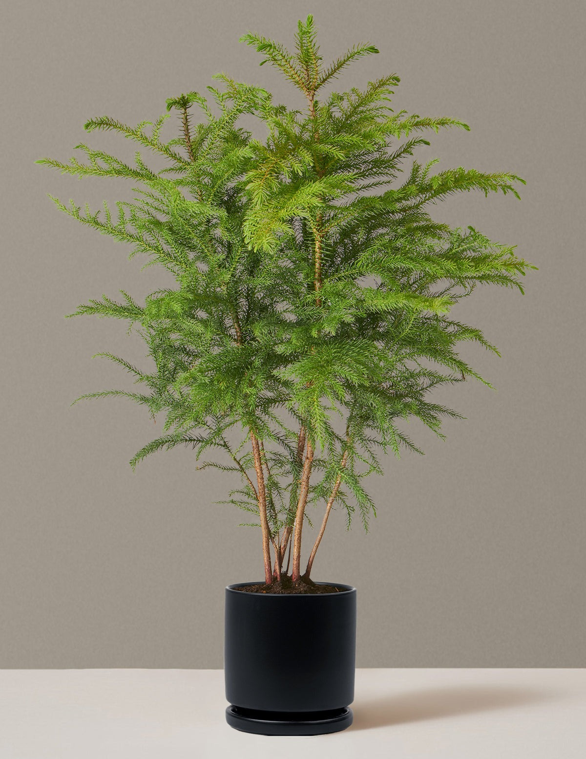 Norfolk Island Pine