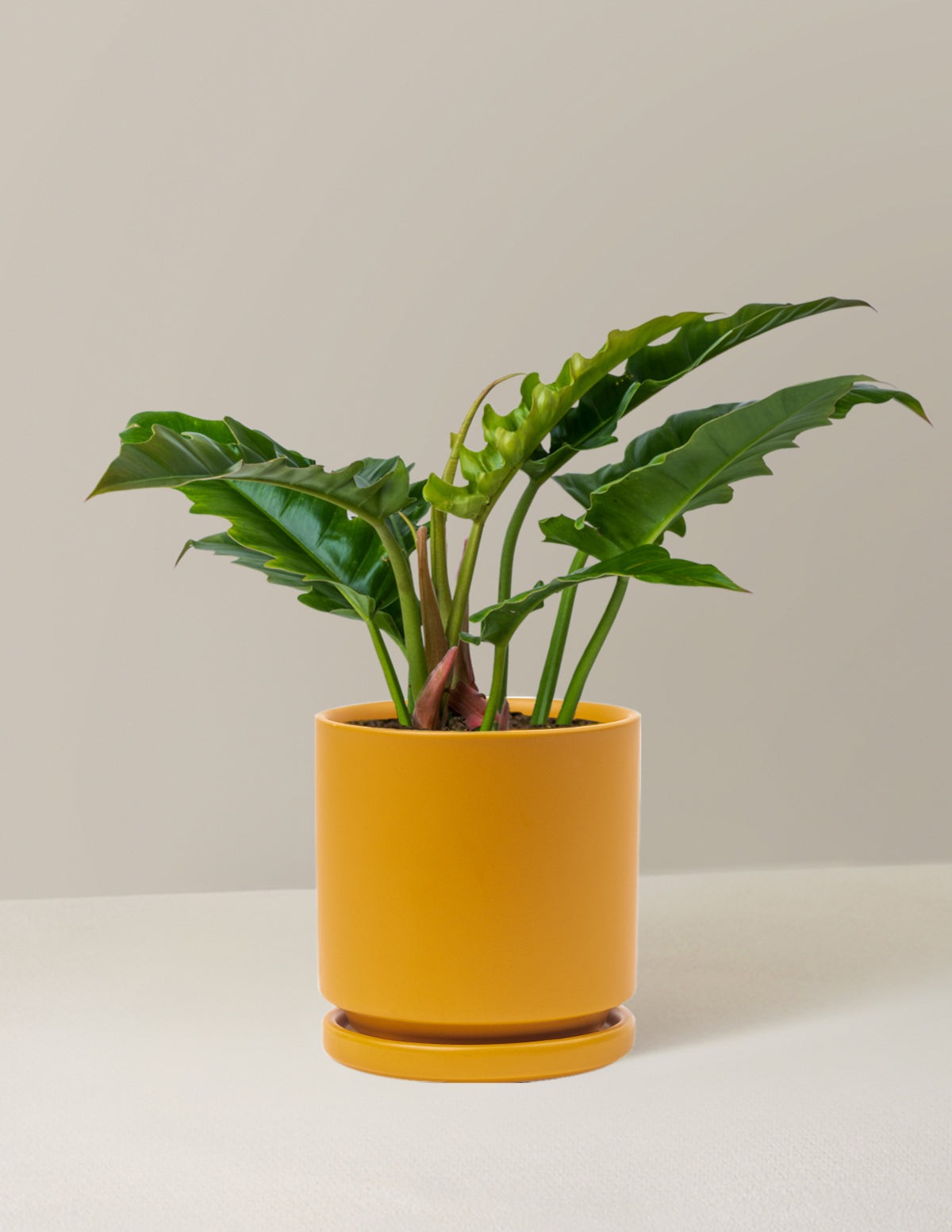 Philodendron Jungle Boogie