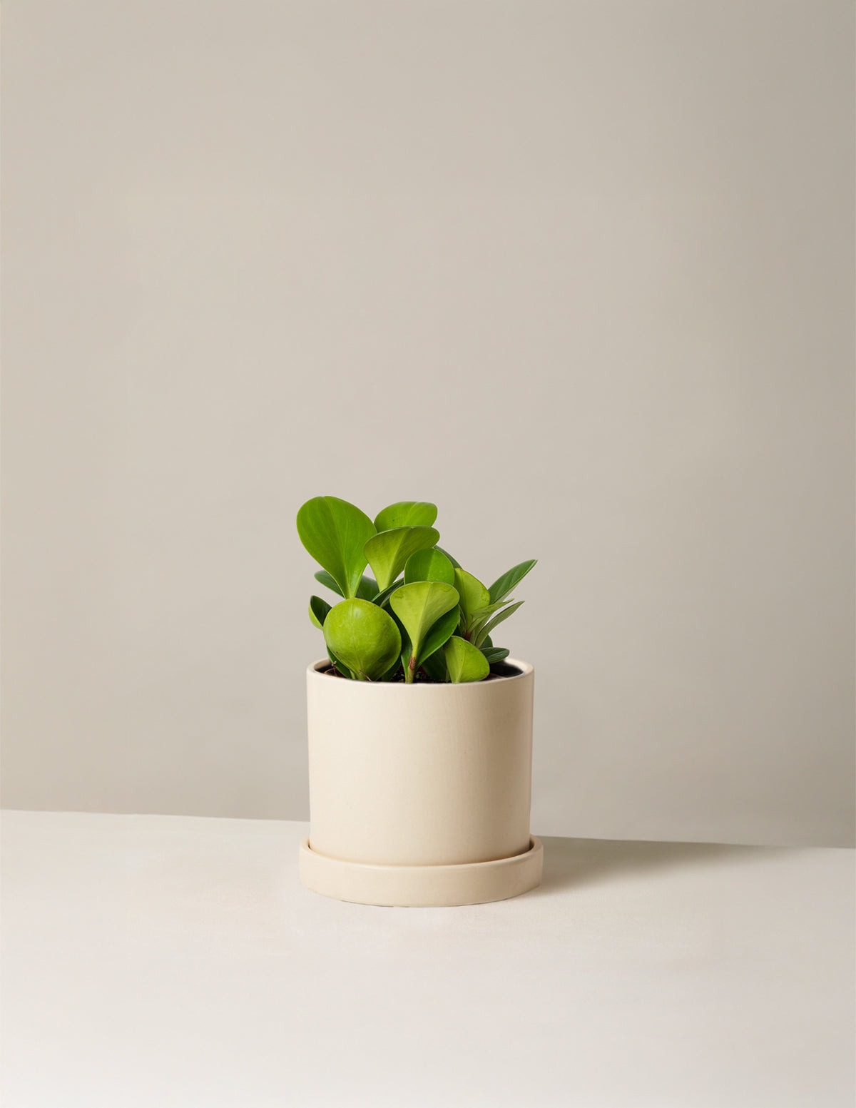 Baby Rubber Plant