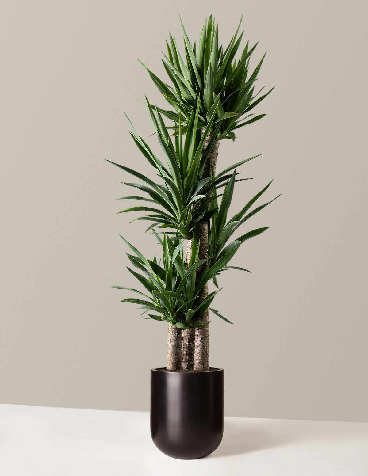 Yucca Plant Multi Stem