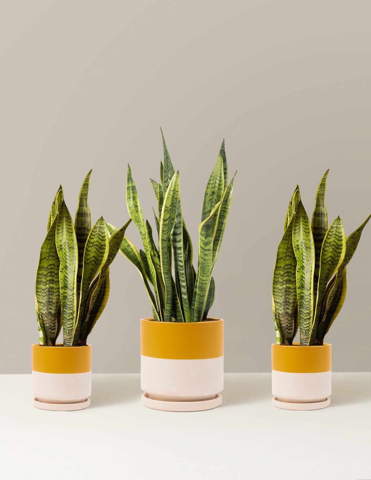 Air Purifying Trio