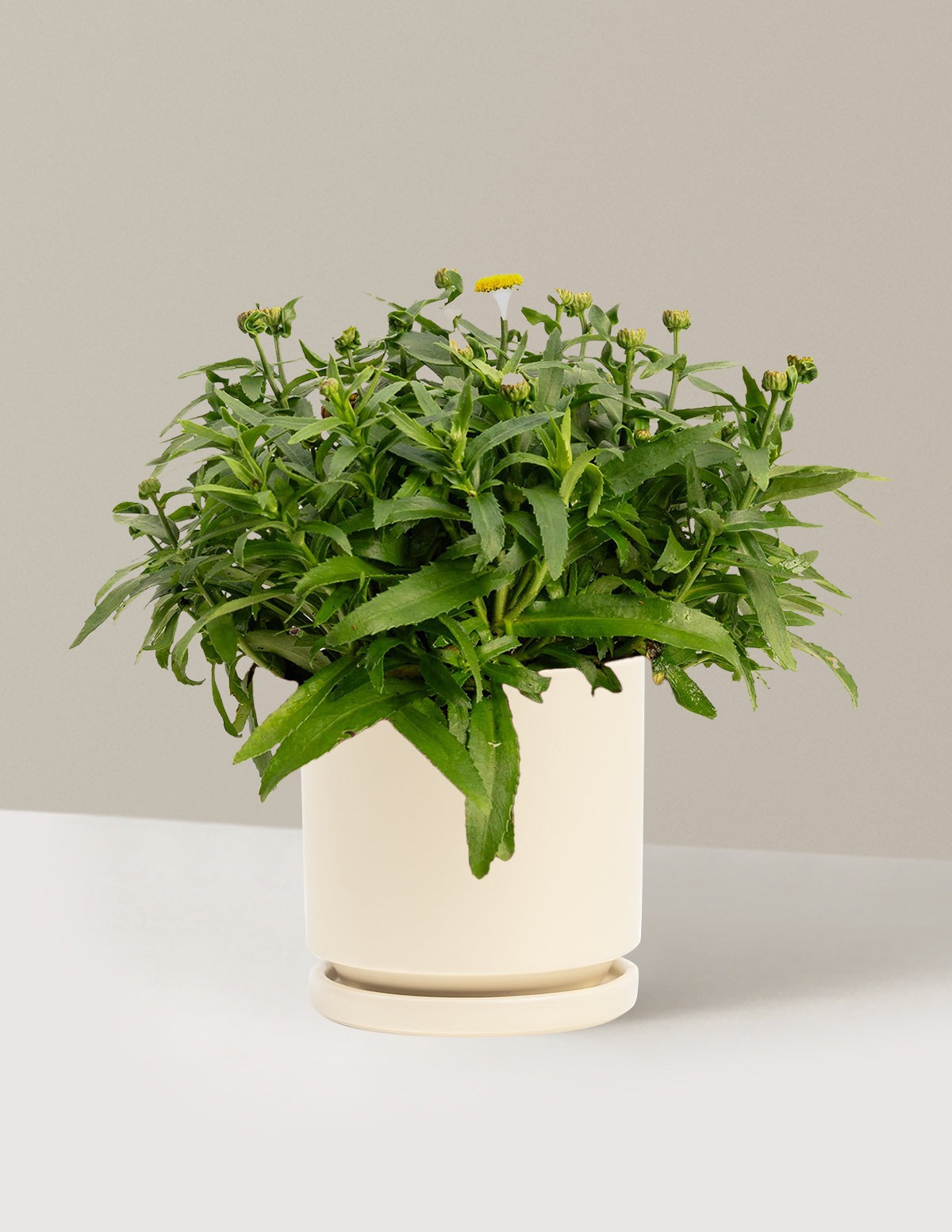 ShortstopTM Shasta Daisy