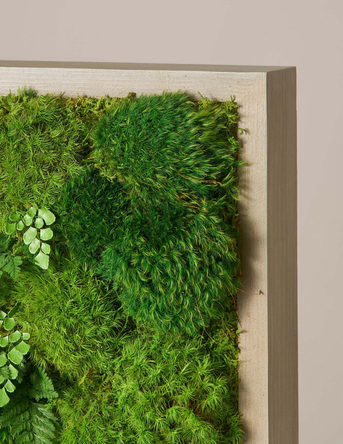 Small Preserved Living Wall