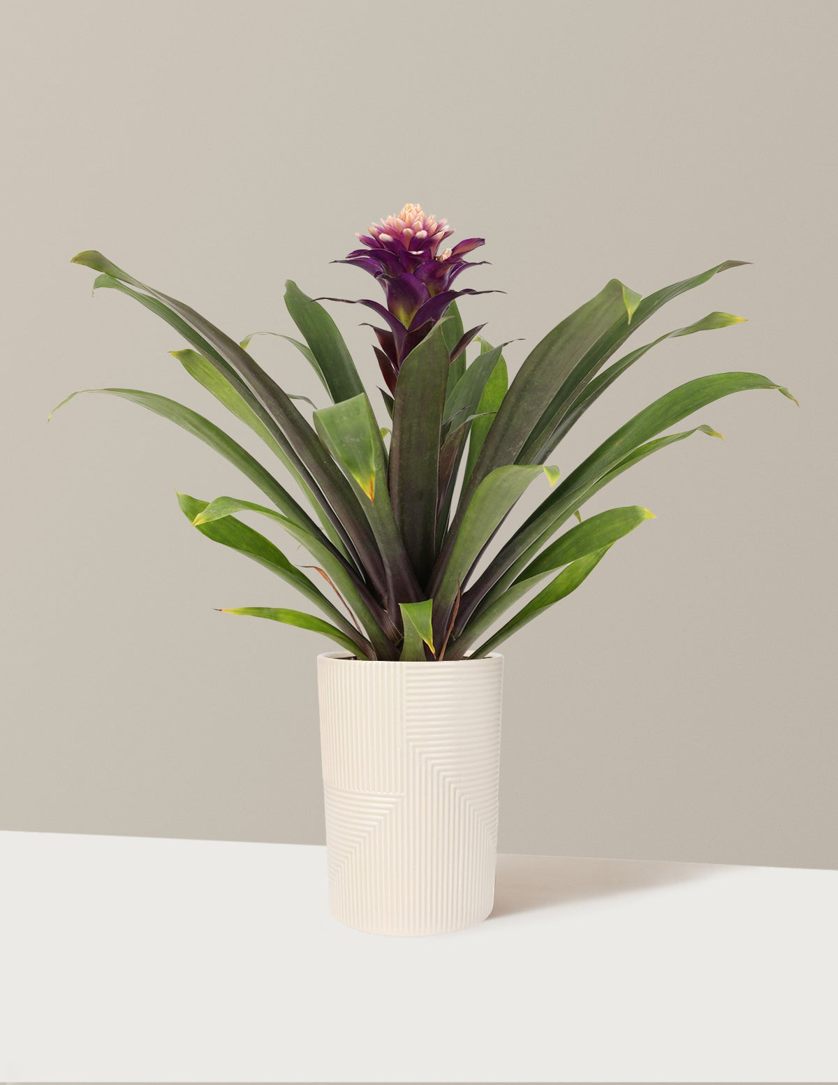 Bromeliad Guzmania Francesca
