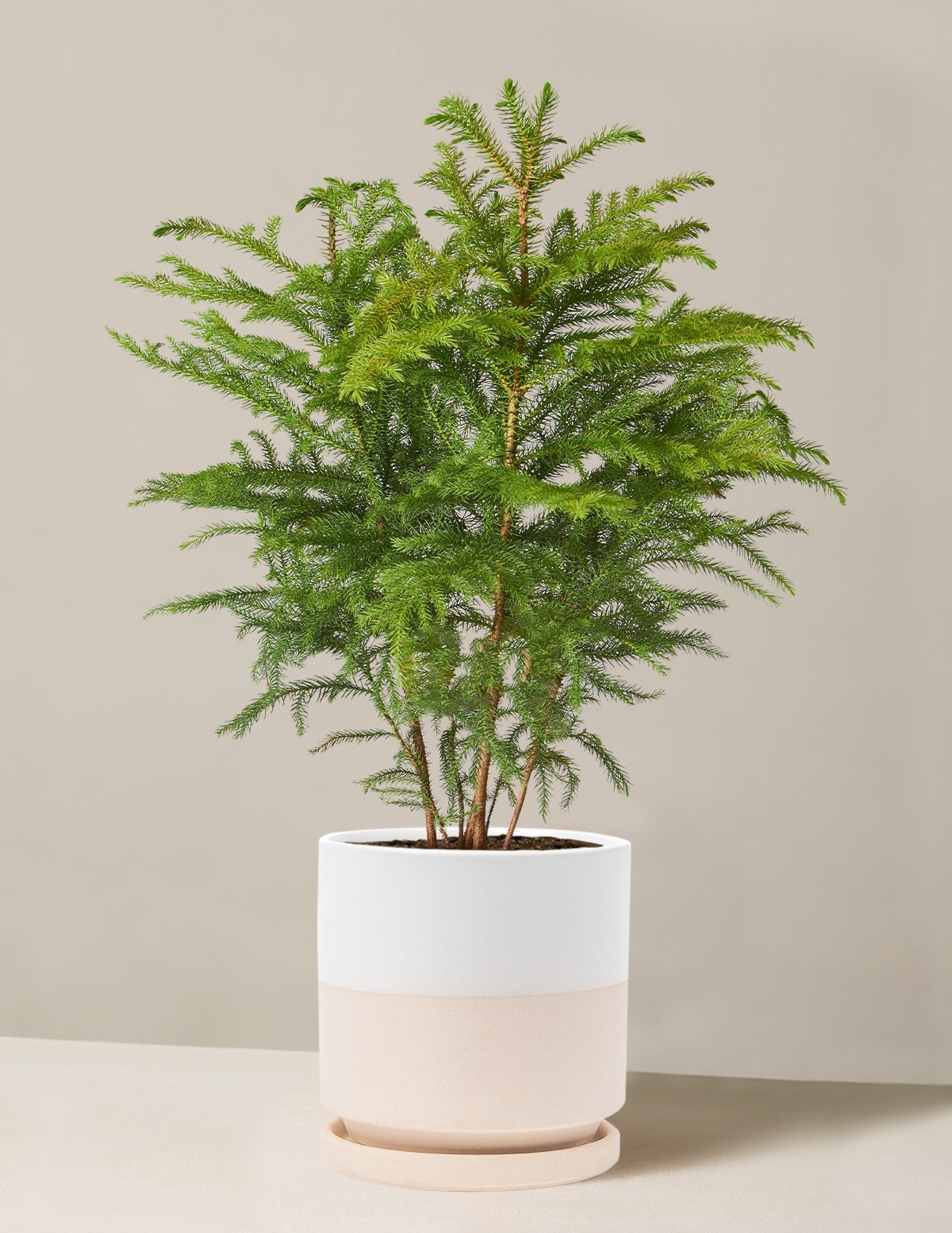 Norfolk Island Pine