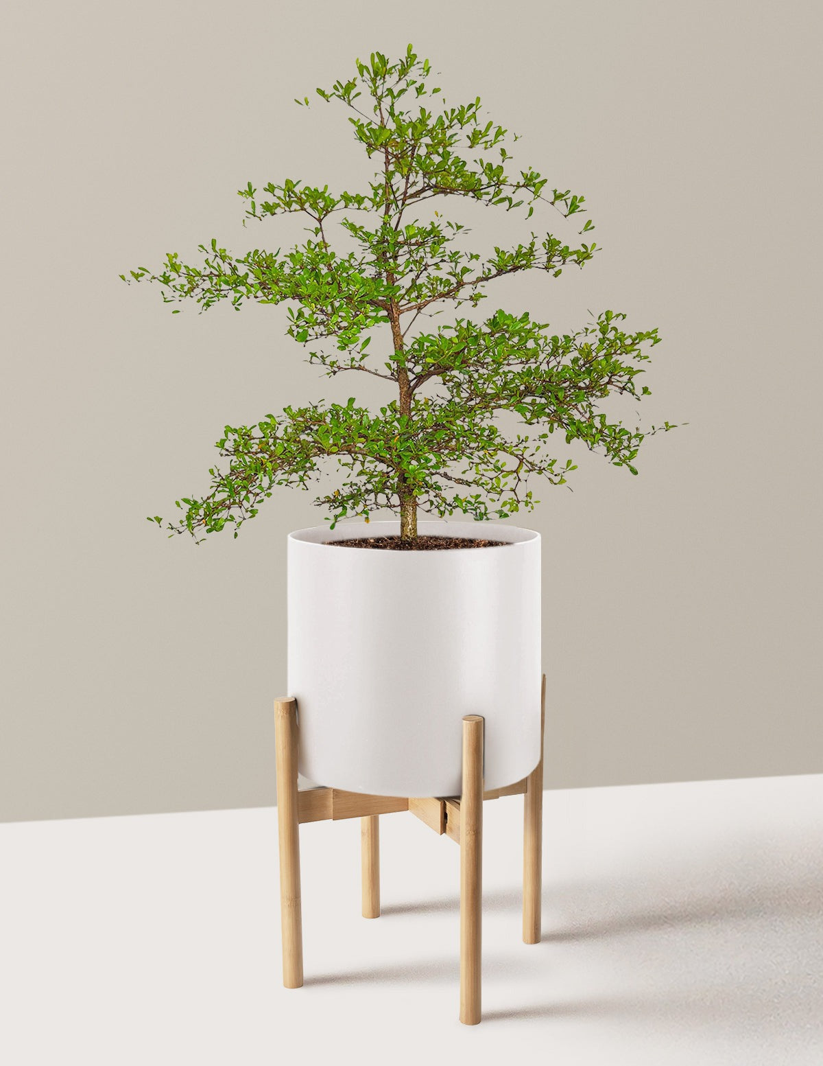 Black Olive Tree