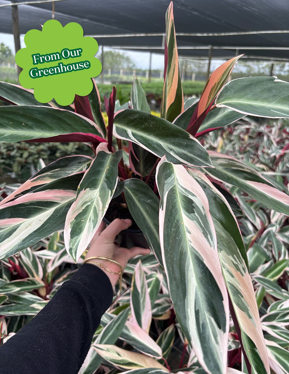 Stromanthe Triostar