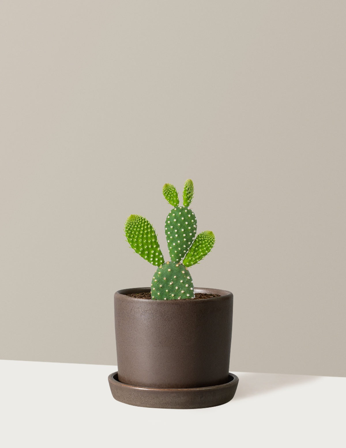Bunny Cactus