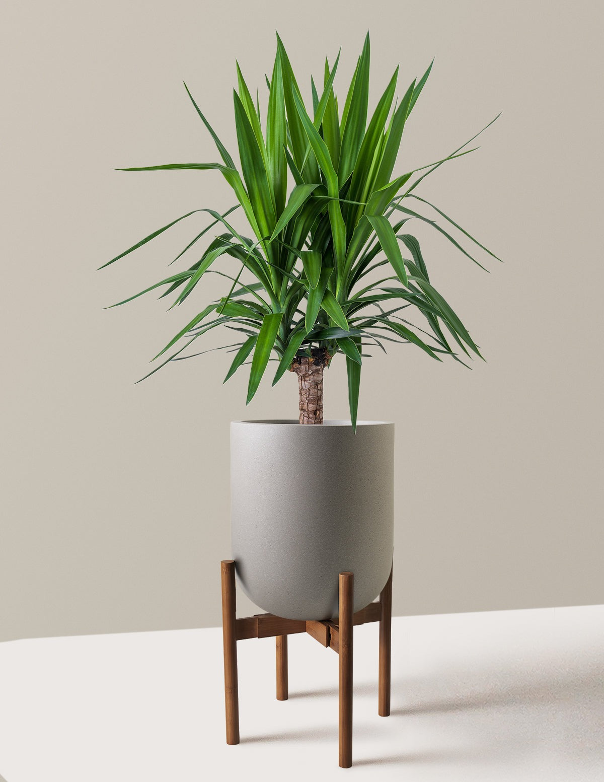 Yucca Plant Single Stem