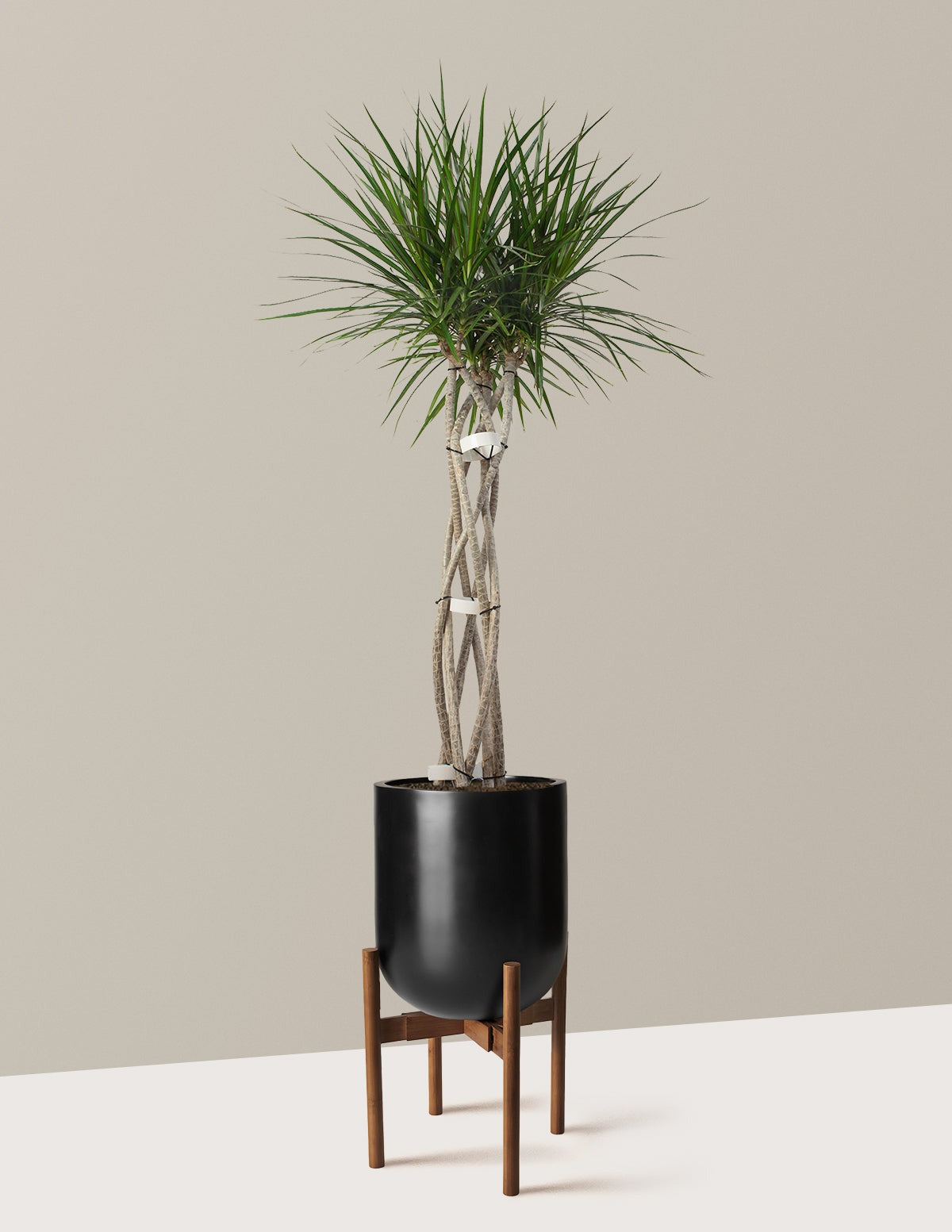 Dracaena Marginata Open Weave