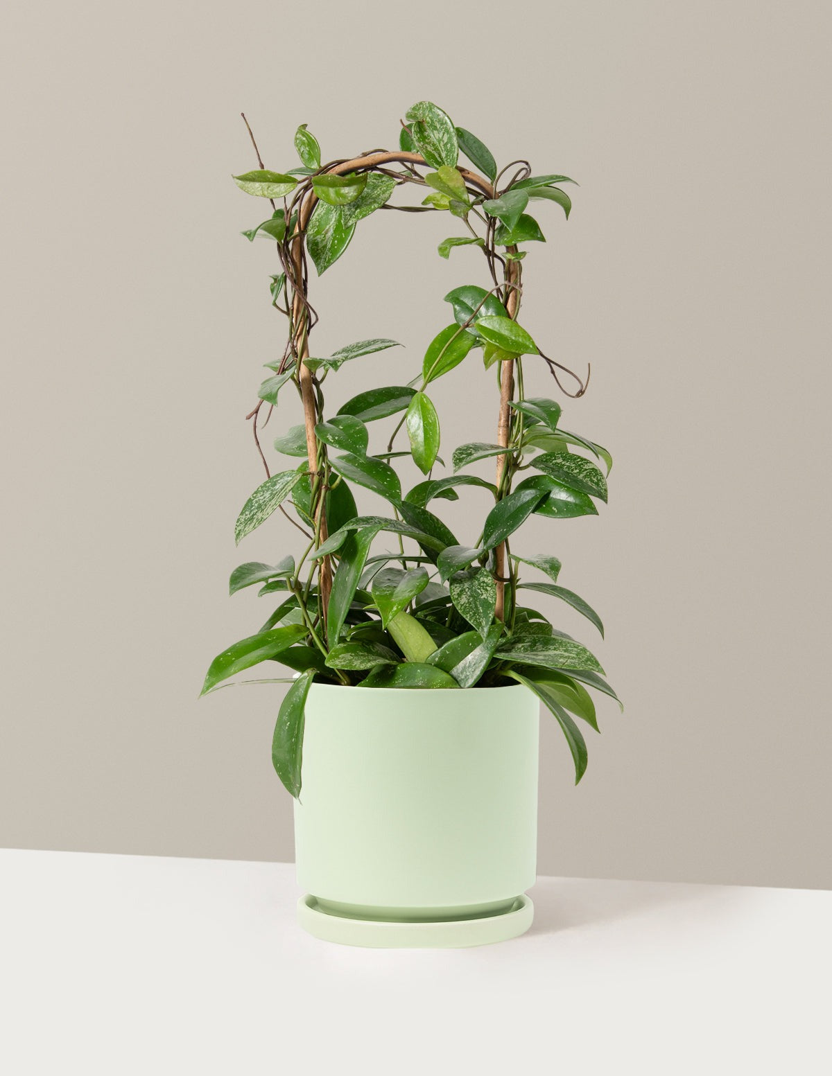 Hoya Pubicalyx Hoop
