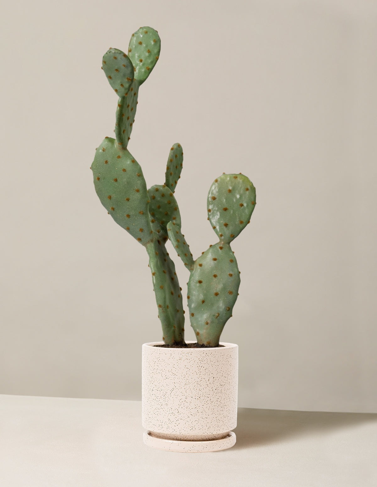 Artificial Cactus