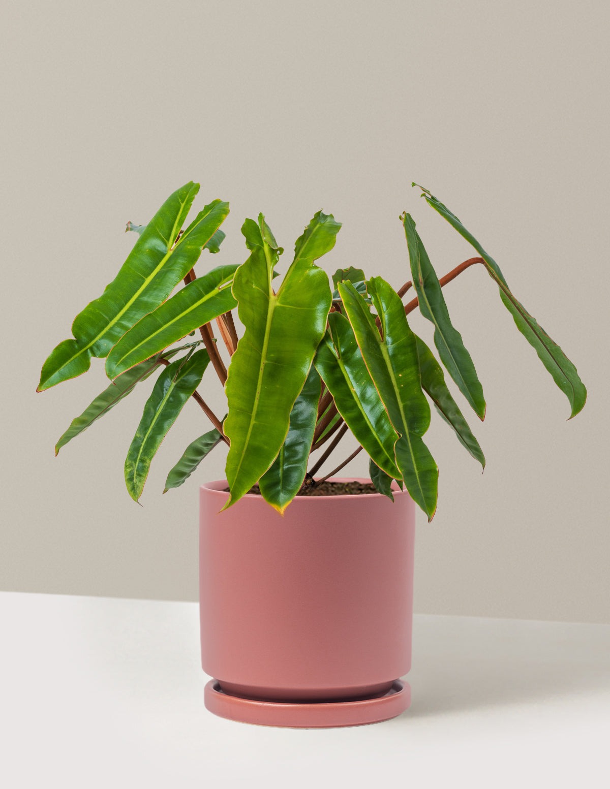 Philodendron Billietiae