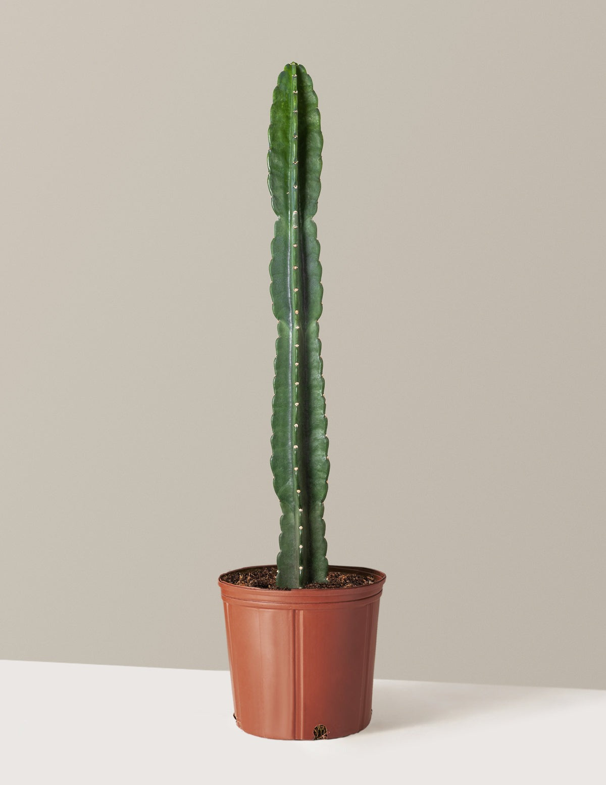 Cuddly Cactus