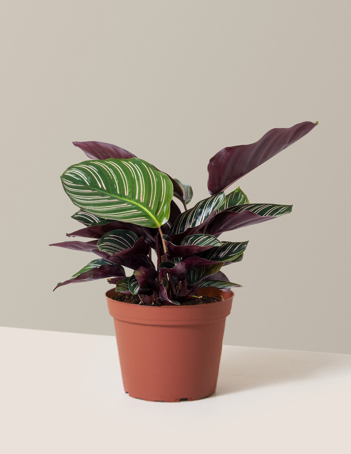 Calathea Pinstripe