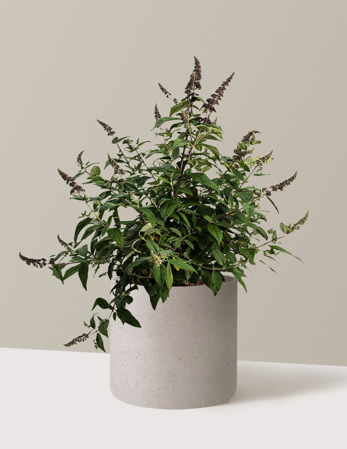 Blueberry PieTM Butterfly Bush