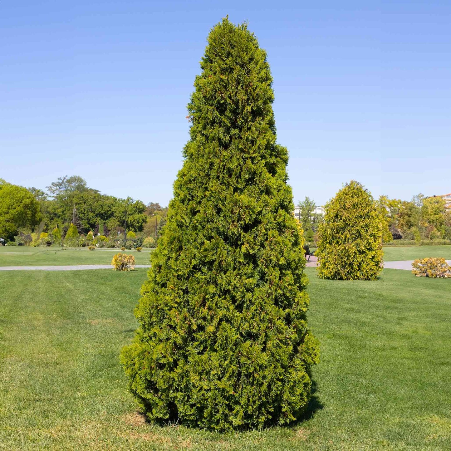 Thuja VirginianTM