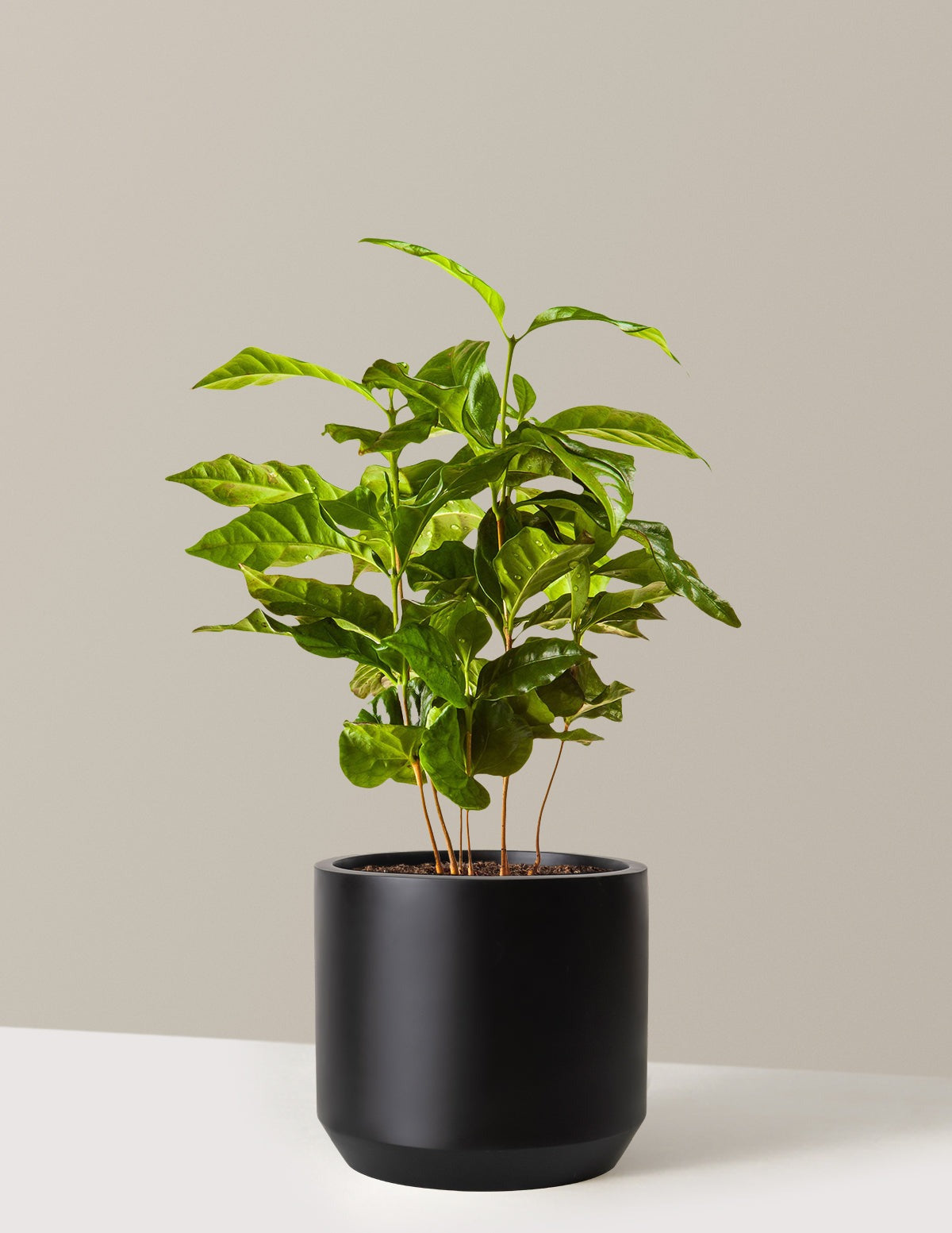 Arabica Coffee Plant
