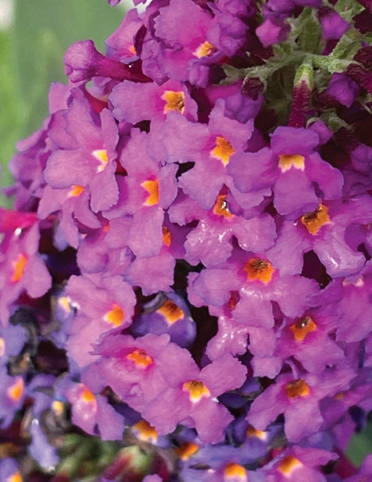 Birthday CakeTM Butterfly Bush
