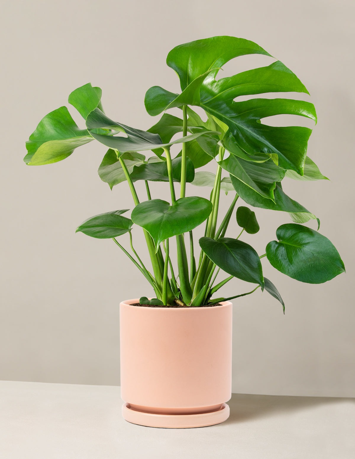 Monstera Deliciosa