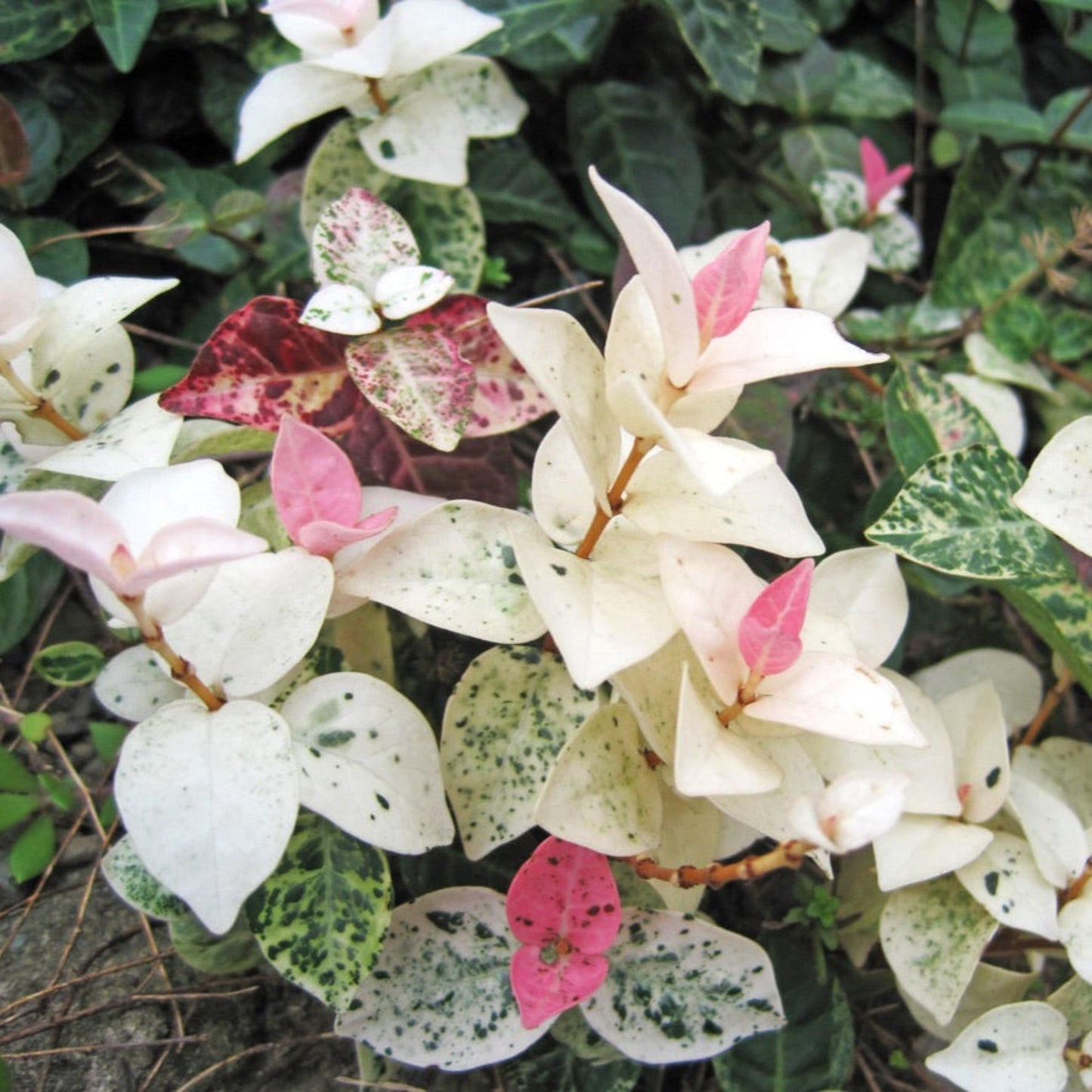 Snow-N-SummerTM Asiatic Jasmine